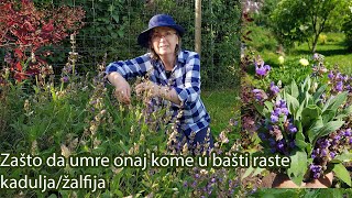 Zašto da umre onaj kome u bašti raste kadulja  Ljekovita biljka  žalfija  Salvia officinalis [upl. by Kenison163]