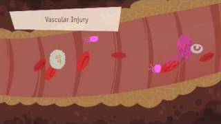 Hemostasis Coagulation and Fibrinolisis [upl. by Anahsor]