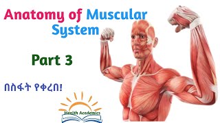 Anatomy of Muscular System Interesting Video with Amharic Speech Part 3 [upl. by Sivahc]