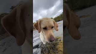 funny animal episode 248 short funnycats funnydogs cat dog meme viral funny funnyanimals [upl. by Boni196]