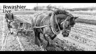 Belgische Trekpaarden ploegen  Trait Belge  Belgian Draft Horse plowing  ikwashierlive Zeveneken [upl. by Iago]