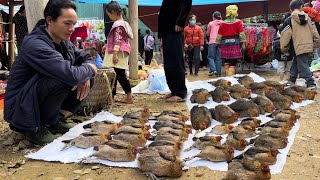 Zon sells Chickens and Boar at the yearend Tet market vang hoa king kong amazon [upl. by Lachlan855]