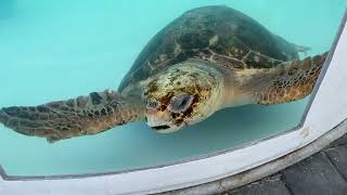 Sea Turtle at the Loggerhead Marine Life Center junobeach loggerheadmarinelifecenter seaturtle [upl. by Stanhope]