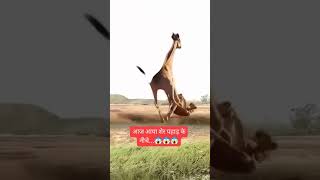 viralvideo funny giraffe Ne Le Li Chita ki Jaan shorts [upl. by Phelia]