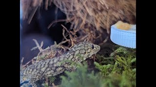 Unboxing a Rare Reptile Chameleon Gecko Care and Bioactive Setup [upl. by Lleunamme]