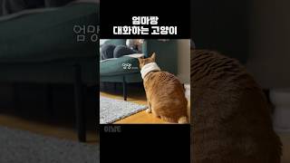 엄마가 말하면 대답하는 고양이 귀여운고양이 고양이 쇼츠 catshorts [upl. by Edris]