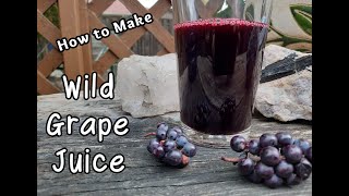 How to Make Wild Grape Juice [upl. by Ijar901]