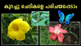 Flowers Of Kerala Malayalam  Rauwolfia serpentina  Naravelia zeylanica  Malayalam Video [upl. by Inaoj219]