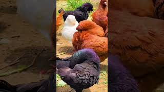 Obese pigeon rotanafarm 028 birds kabutar kabootar farming [upl. by Attah427]