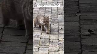 A woman rescues a trapped bobcat and then bobcat cat short [upl. by Trin674]