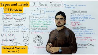 Protein Structure  Four levels of protein Organization  shape of protein [upl. by Petracca]