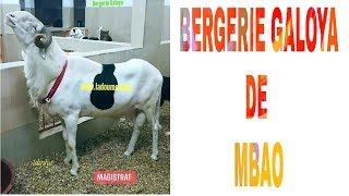 BERGERIE GALOYA DE MBAO blog Hawa Conseils Élevage [upl. by Eniger226]