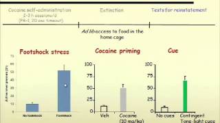 Relapse to cocaine seeking Behavioral and neurochemical mechanisms [upl. by Dalis325]