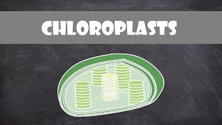 Chloroplast Structure and Function  Botany  Cell Biology [upl. by Maclean]