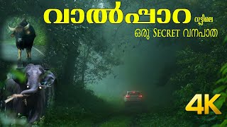 Secret Forest Road in Athirapally to Valparai route 4K [upl. by Jocko560]