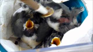 Chickadee Nestling Feedingwmv [upl. by Cassil641]