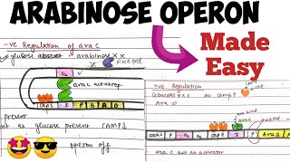 Arabinose operon Positive amp Negative Regulation molecularbiology madeeasy 🤩 [upl. by Attenra]