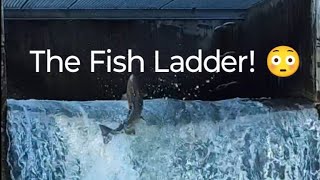 Salmon Run  The Fish Ladder 😳 nature salmonrun fishing livestream [upl. by Krug527]