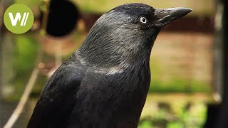 Ravens and crows  the most intelligent birds in the world animal documentary in HD [upl. by Ahsemrak]