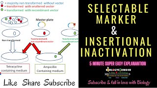 Selectable Marker Definition  How Selectable Marker helps in selection of recombinant colonies [upl. by Wescott374]