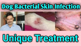 dog bacterial skin infection treatment  dog ki charm rog skin problem D D Ramawat [upl. by Averell626]