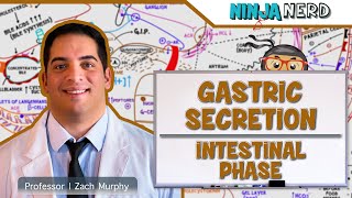 Gastrointestinal  Gastric Secretion The Intestinal Phase [upl. by Lenrad]