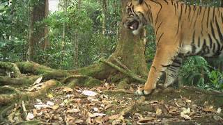 FromTheField Sumatran tiger [upl. by Aneev]