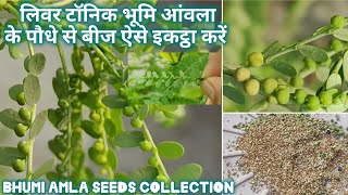 लिवर टॉनिक भूमि आंवला के पौधे से बीज कैसे इकट्ठा करेंHow to collect seeds from Bhumi Amla [upl. by Nedap]