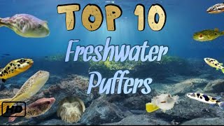 Top 10 Freshwater Puffers [upl. by Tiebout]