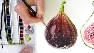 How to paint a realistic velvety fig in watercolour with Anna Mason [upl. by Aem]