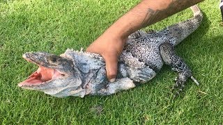 Catching the fastest lizard in the world ft IGUANA MAN [upl. by Nonahs133]