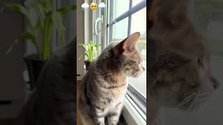 We look out the window…what else can we do😢🥺🫣 cute cat ❤️ [upl. by Razaile]