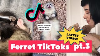 FERRETS Taking Over TikTok  FUNNIEST Trending pt 3 [upl. by Moishe]