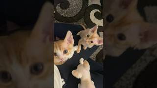 Babies playtime and mamas resting time cat funnycatvids fypシ゚viral [upl. by Atneuqal913]