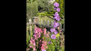 Unlock Natures Treasure 🌸 Ultimate Guide to Collecting Delphinium Seeds  Blossom Next Year [upl. by Manaker]