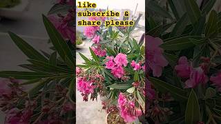 Get bunch of flowers youtubeshorts trees flowersgarden flowersplantscare shortsviral [upl. by Anastasio]