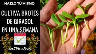 Cultiva BROTES DE GIRASOL para ensaladas en SOLO UNA semana 🌱  en20metros [upl. by Alliscirp933]