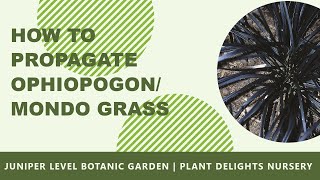 How to Propagate Ophiopogon  Mondo Grass [upl. by Foah42]