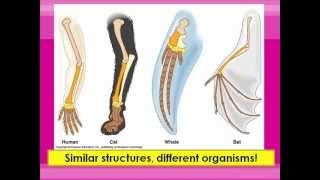 Homologous and Vestigial Structures [upl. by Ibok396]