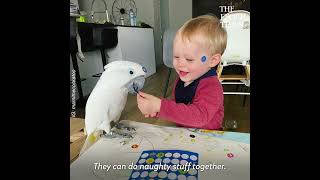 Cockatoo Jealous of Owner’s Baby Son Finally Falls in Love [upl. by Darcee706]