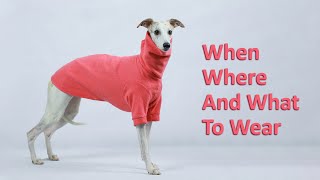 Should Whippets Wear Coats [upl. by Sanders20]