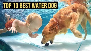 Top 10 Best Water Dog Breeds [upl. by Charmine]