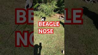 Beagle nose knows beagles beagletv country [upl. by Sharona]