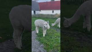 Alpaka on the gras cute farmlife farmlife alpacalove [upl. by Jacquetta]