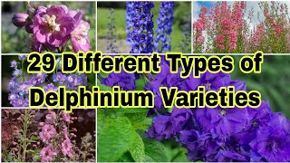 29 Different Types of Delphinium Varieties [upl. by Aihsema]