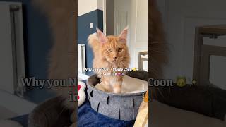 🔊Why you NEED a Maine Coon cat in your life 😻 The way they make you feel 💗 [upl. by Waal]