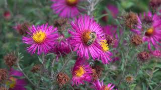 Bees on Michaelmas daisies [upl. by Aelsel]