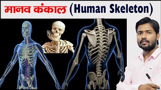 Human Skeleton  Bones  Cartilage  Skeleton System [upl. by Aserat751]