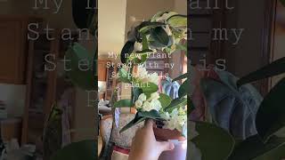 MY PLANT STAND AND MY STEPHANOTIS PLANT IN A LOOP [upl. by Aleciram]