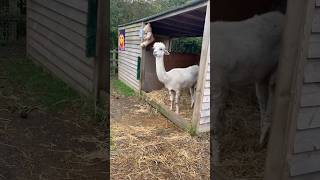 This Alpaca is Sooo Coool 🤣🤣🤣Aldenham Country Parkfarmanimals shorts [upl. by Corotto]